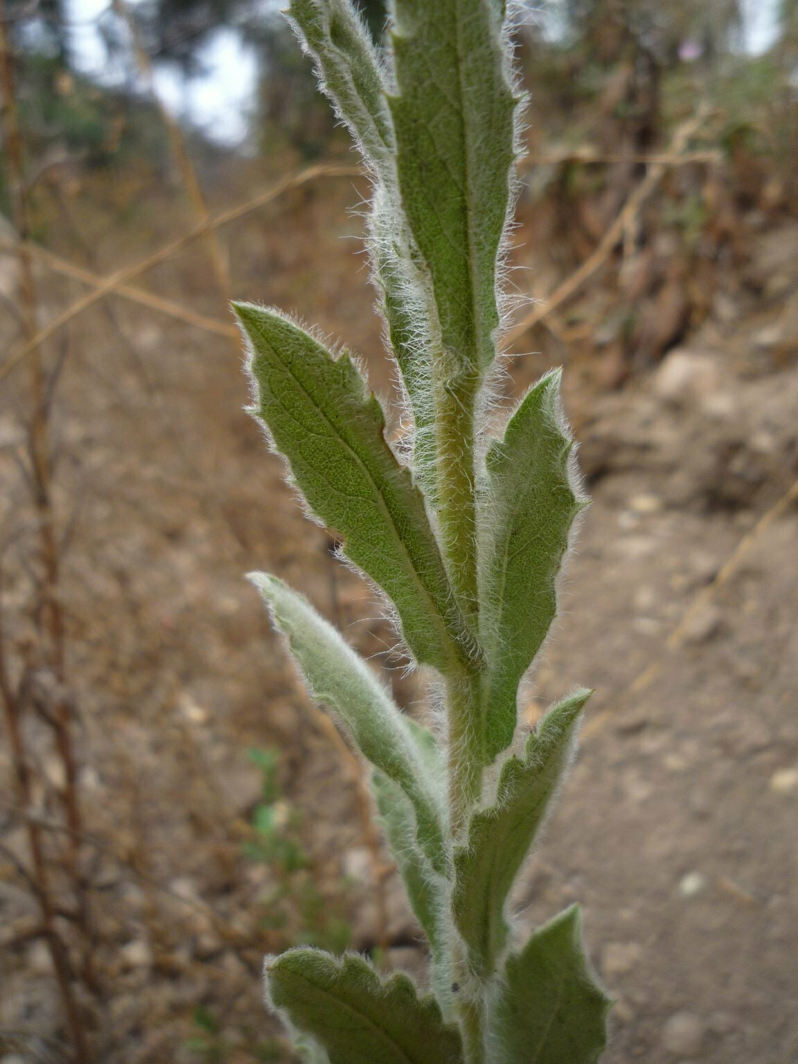 High Resolution Heterotheca grandiflora Leaf